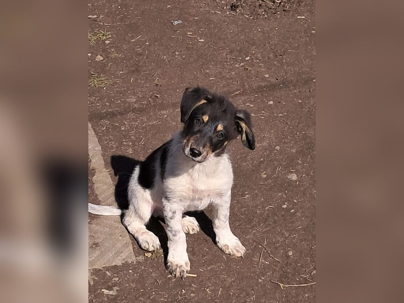 Vasko, hübscher Hundebub sucht liebevolle Menschen