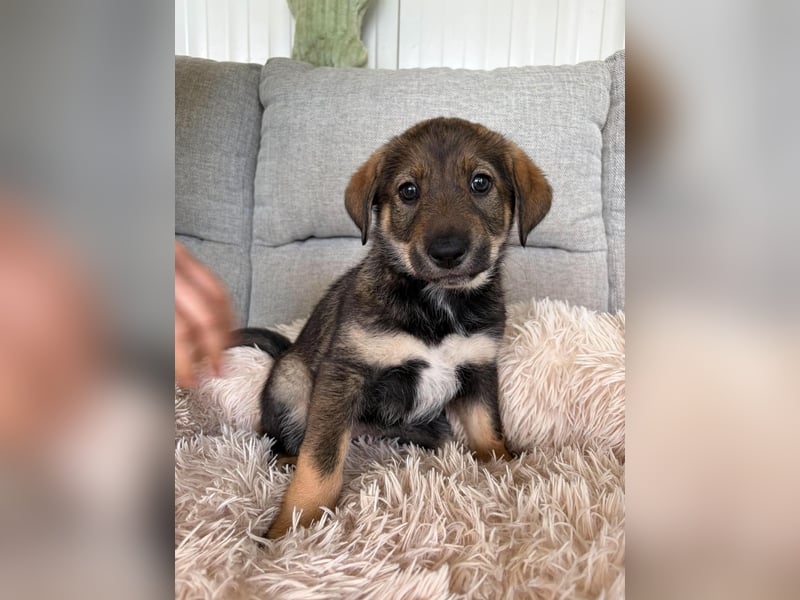 LILOU ❤️  wartet in Hamburg auf Dich