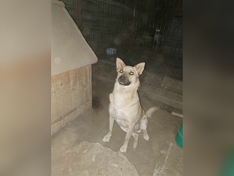 RIKO ❤ sucht Zuhause oder Pflegestelle