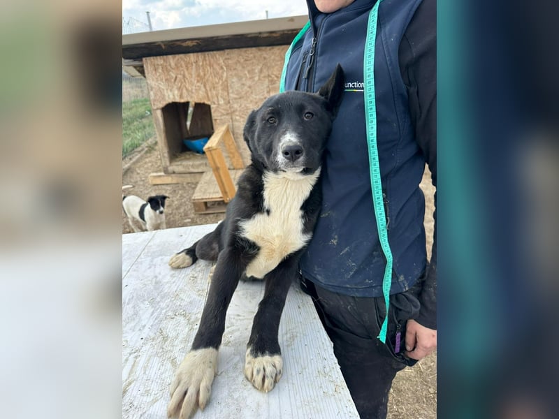 Woopy, wunderschönes Hundemädchen sucht zuverlässige Menschen