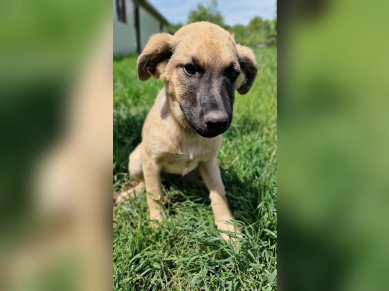 CHICCA ❤  wartet in 26676 Barßel auf Dich