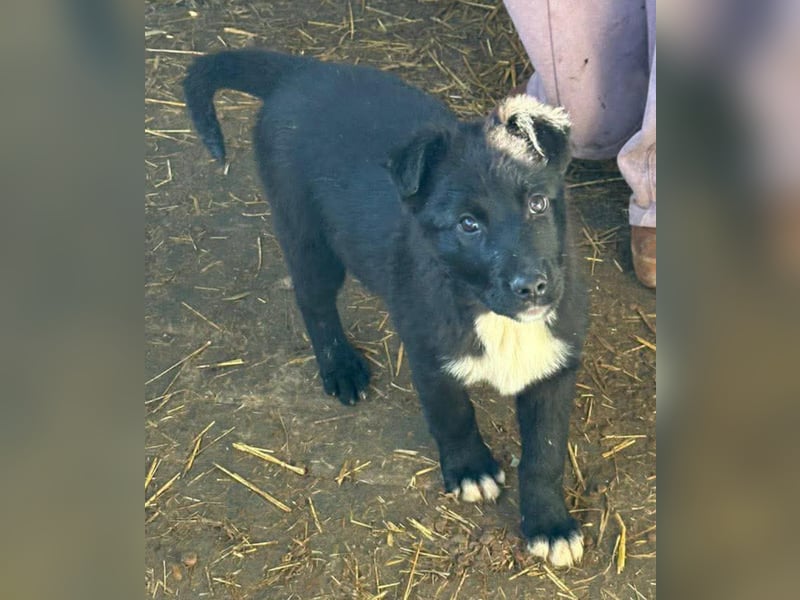 Wolle, lustiger Hundebub sucht sein Glück