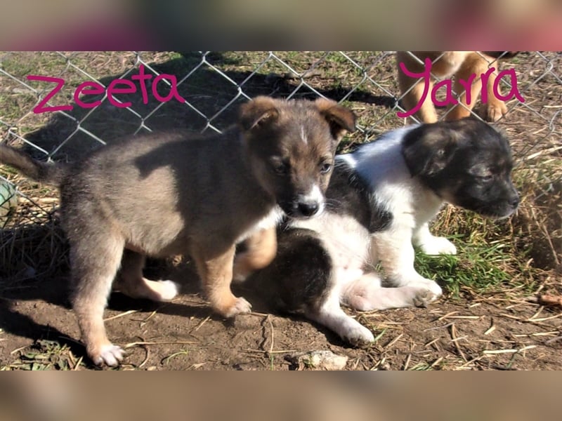 ZEETA ❤ wartet in 12349 Berlin auf DICH