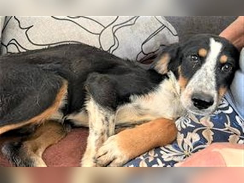 HELEN ❤ sucht Zuhause oder Pflegestelle