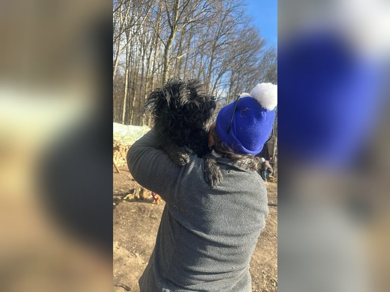 Milla, schwarzer Wuschel sucht Körbchen