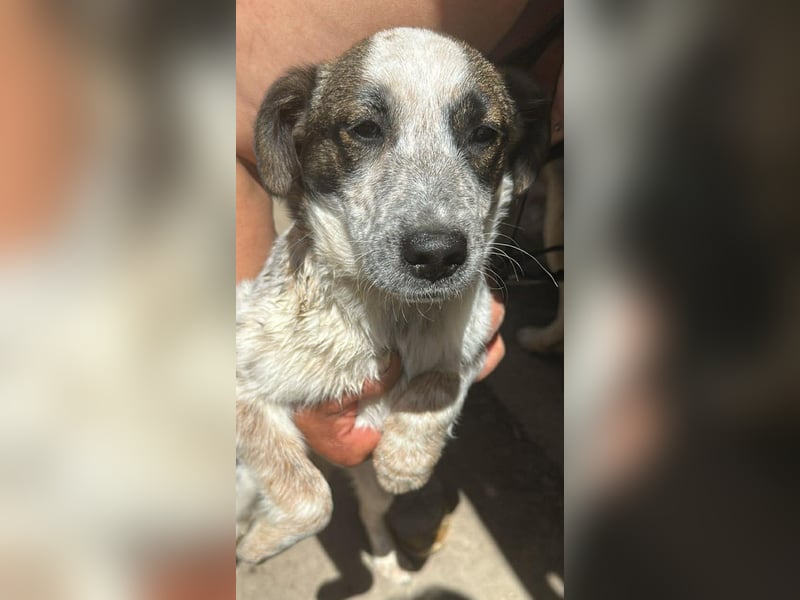 Ani, kleines Hundemädchen sucht ihre Menschen