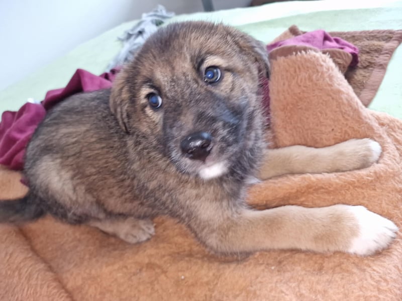 Tomi, kleiner Zwerg sucht sein passendes Körbchen