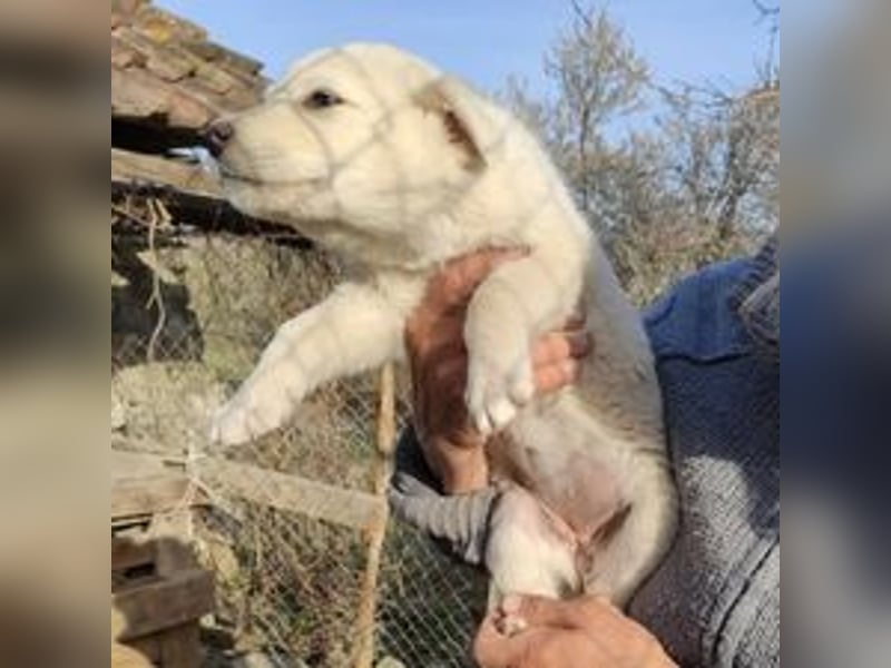 XERA ❤  sucht Zuhause oder Pflegestelle