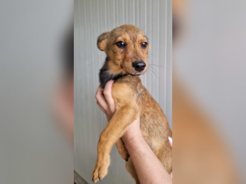 GIULIA ❤ wartet in 51063 Köln auf Dich