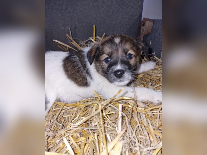 Titus sucht seine Menschen für immer