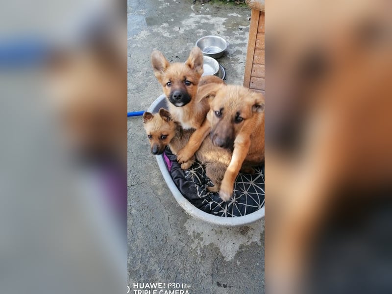 LISKO ❤️  wartet in 54316 Lampaden auf Dich!
