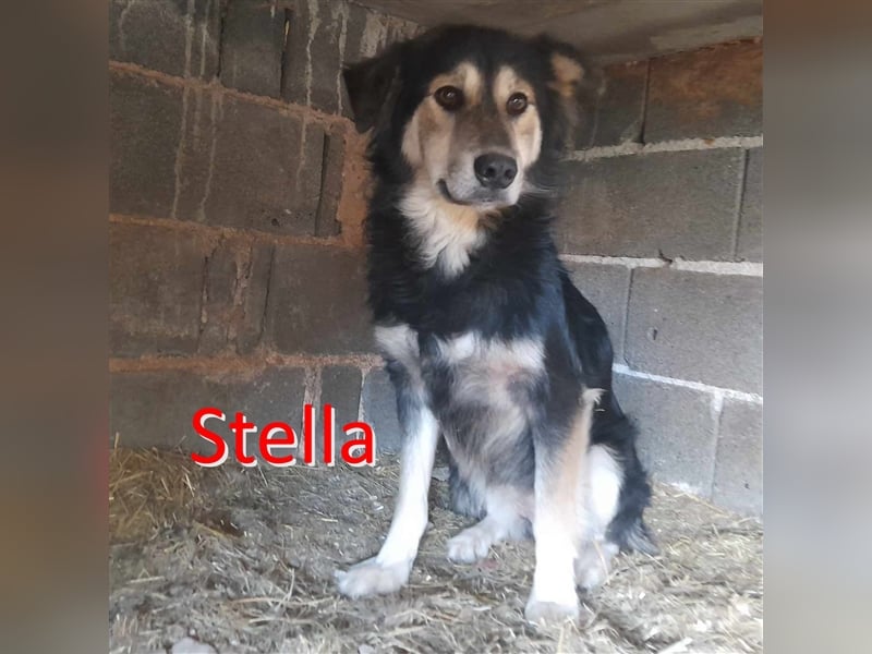 STELLA ❤ EILIG! sucht Zuhause oder Pflegestelle