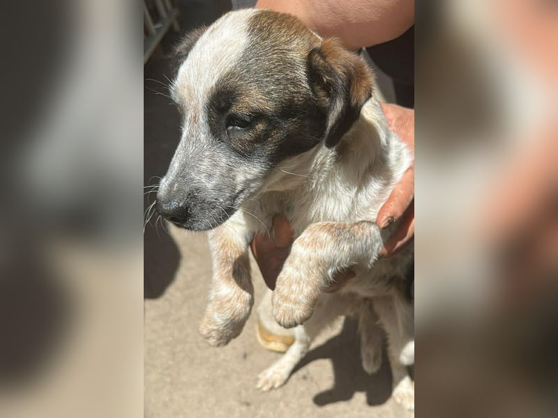 Ani, kleines Hundemädchen sucht ihre Menschen