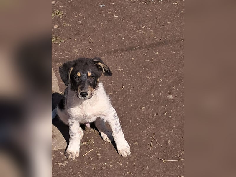 Vasko, hübscher Hundebub sucht liebevolle Menschen