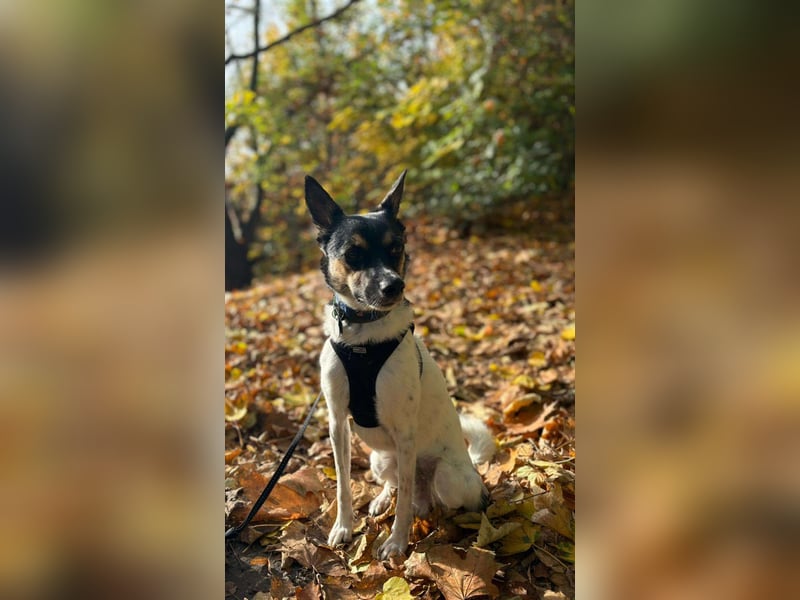 PIKE ❤️ (wird jetzt Spike gerufen)  wartet in 39179 Barleben auf Dich