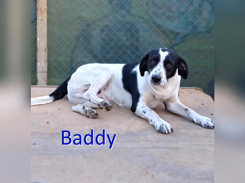BADDY ❤ sucht Zuhause oder Pflegestelle