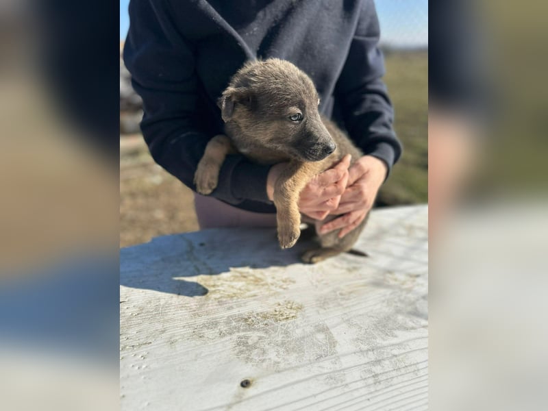 Xerox, süßer geht fast nicht