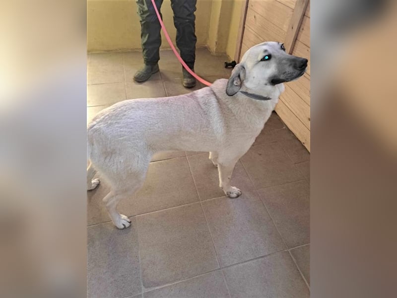 BENDJI ❤ sucht Zuhause oder Pflegestelle