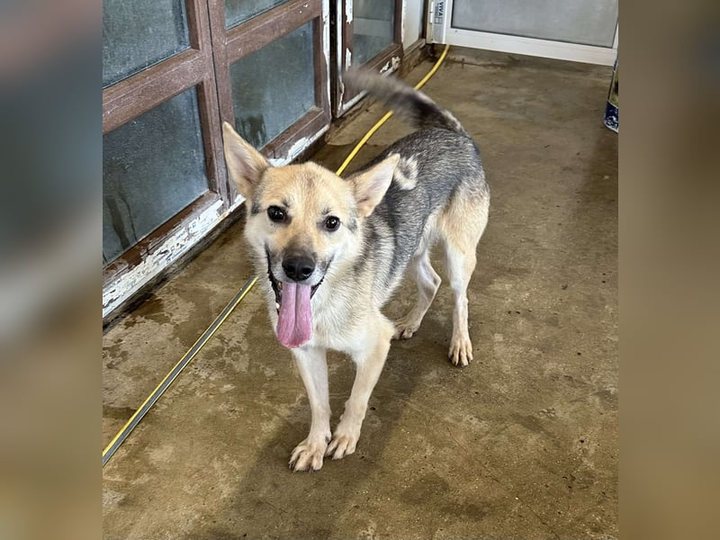 SIMON ❤ EILIG! sucht Zuhause oder Pflegestelle