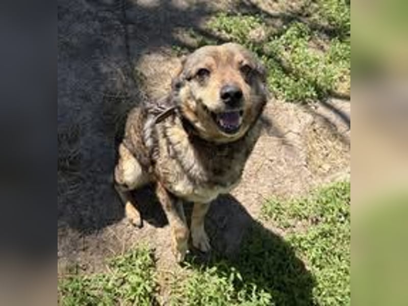 DIMITRI ❤ EILIG! sucht Zuhause oder Pflegestelle