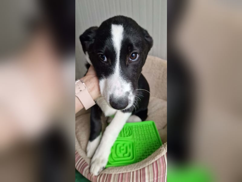 ELIO ❤️ Sehr EILIG! sucht Zuhause oder Pflegestelle