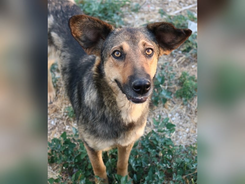 Violetta, geb. ca. 09/2018, lebt in GRIECHENLAND, im städt. Tierheim Serres