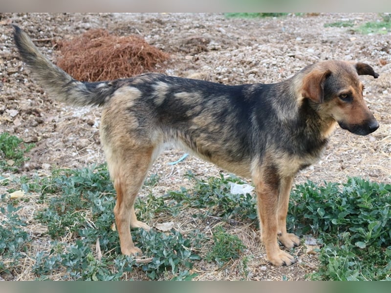 Violetta, geb. ca. 09/2018, lebt in GRIECHENLAND, im städt. Tierheim Serres