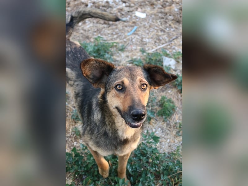 Violetta, geb. ca. 09/2018, lebt in GRIECHENLAND, im städt. Tierheim Serres