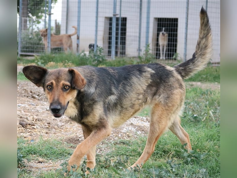 Violetta, geb. ca. 09/2018, lebt in GRIECHENLAND, im städt. Tierheim Serres