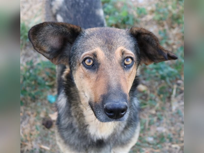 Violetta, geb. ca. 09/2018, lebt in GRIECHENLAND, im städt. Tierheim Serres