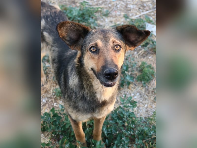 Violetta, geb. ca. 09/2018, lebt in GRIECHENLAND, im städt. Tierheim Serres