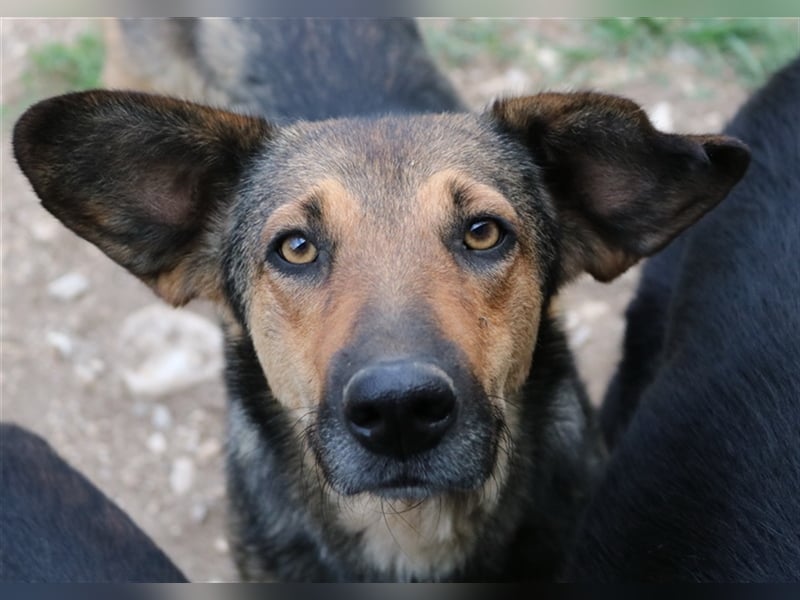 Violetta, geb. ca. 09/2018, lebt in GRIECHENLAND, im städt. Tierheim Serres