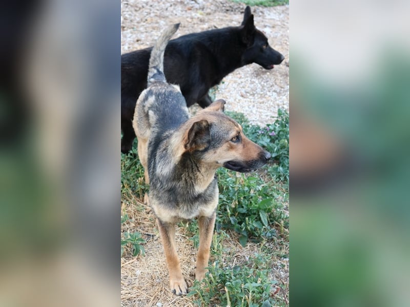 Violetta, geb. ca. 09/2018, lebt in GRIECHENLAND, im städt. Tierheim Serres