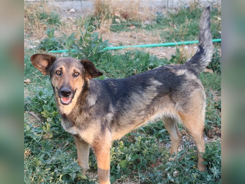 Violetta, geb. ca. 09/2018, lebt in GRIECHENLAND, im städt. Tierheim Serres