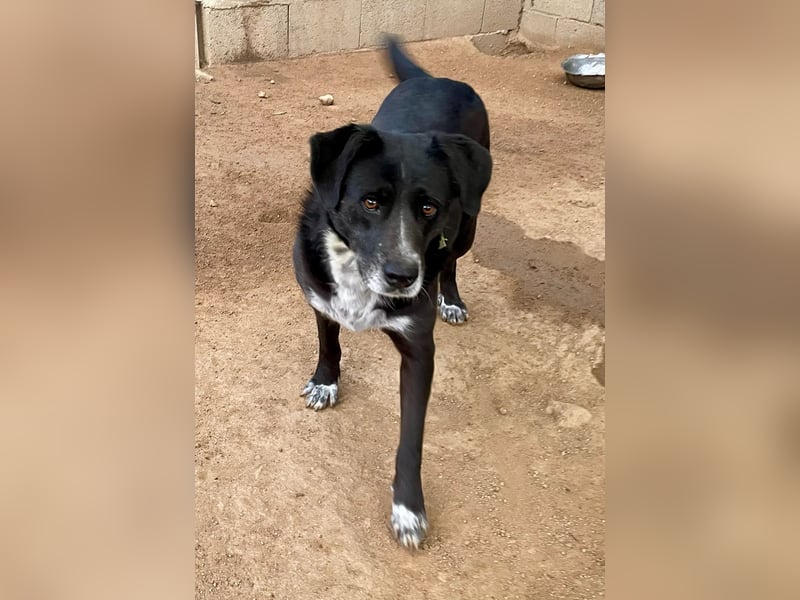 GINGER - supernette schwarze Schönheit!