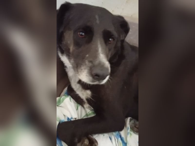 GINGER - supernette schwarze Schönheit!