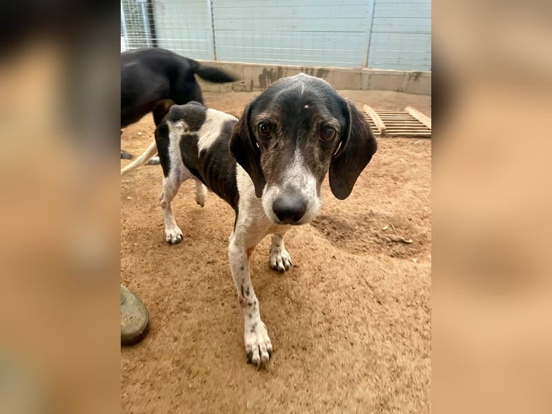 POLDO - Gnadenplatz gesucht für aussortierten Jagdhund-Opi