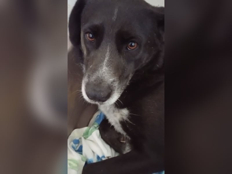 GINGER - supernette schwarze Schönheit!