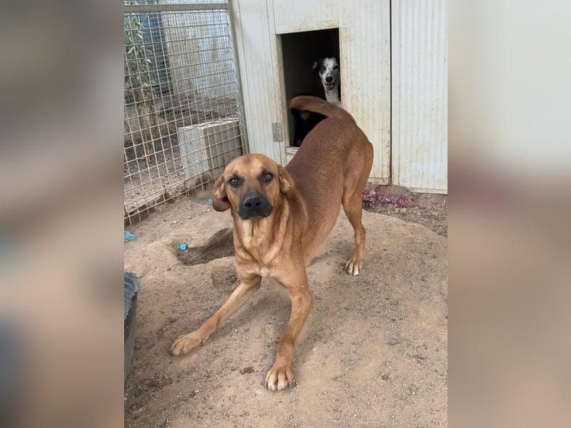 JEIK - Schau mir in die Augen, Kleines