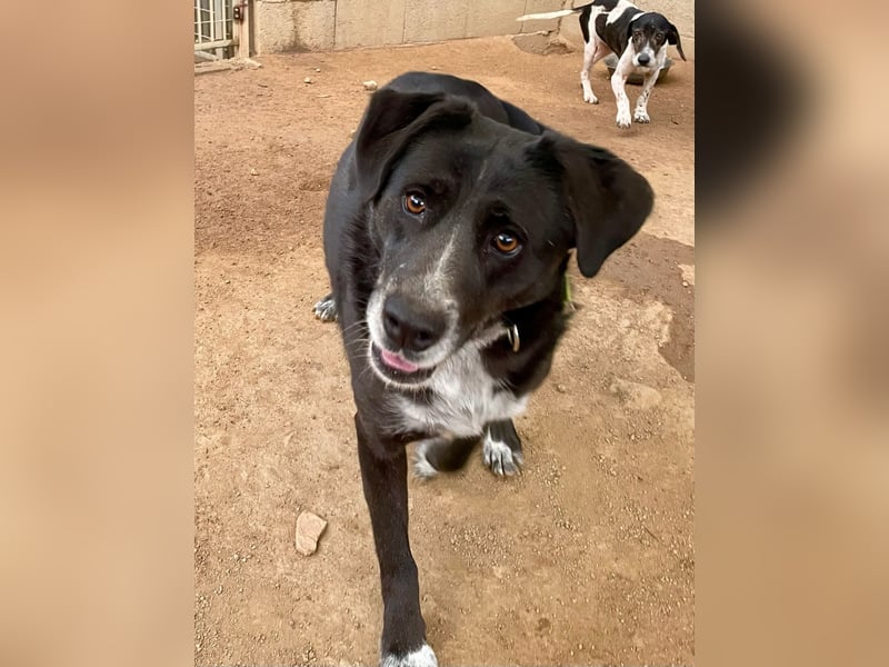 GINGER - supernette schwarze Schönheit!