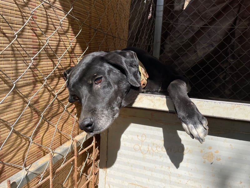 BALU - vom Sofa ins Shelter