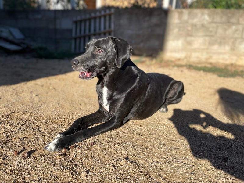 BALU - vom Sofa ins Shelter