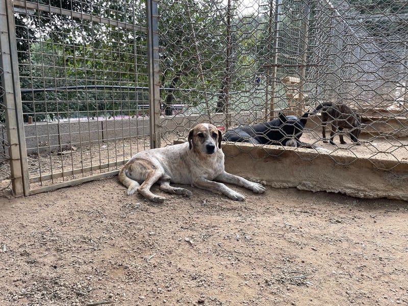 VASCO - V für verträglich, A für ...
