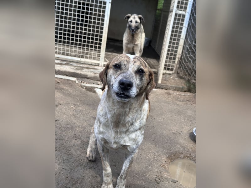 VASCO - V für verträglich, A für ...