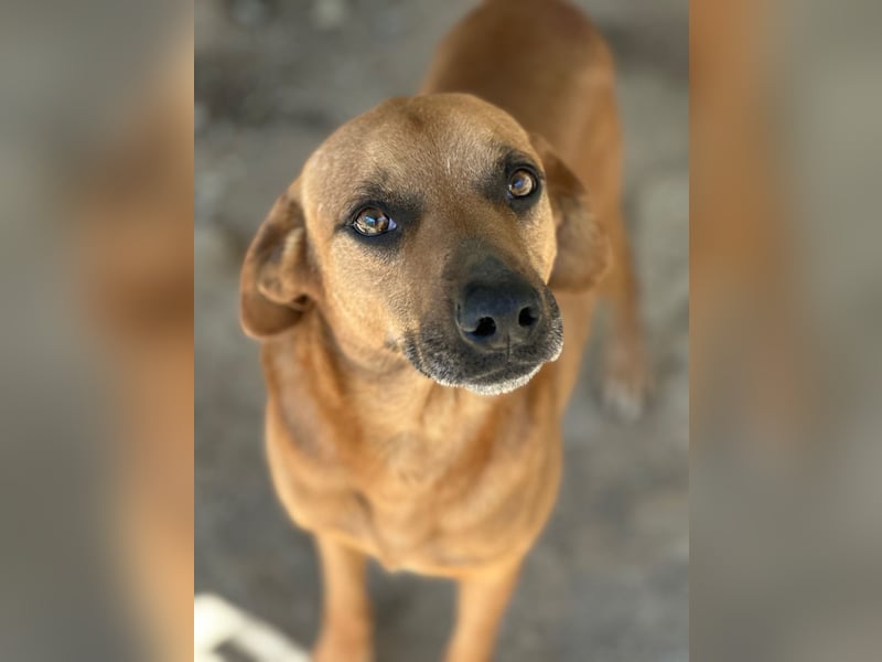 JEIK - Schau mir in die Augen, Kleines