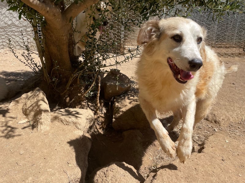 BRUNELLA - lieber Rohdiamant