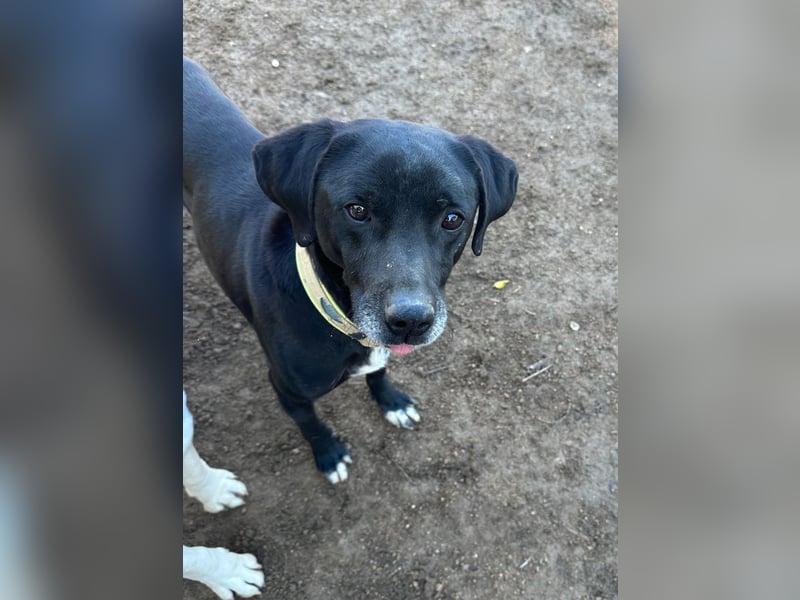 BALU - vom Sofa ins Shelter