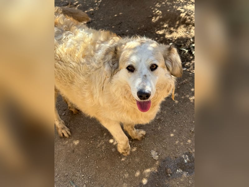 BRUNELLA - lieber Rohdiamant