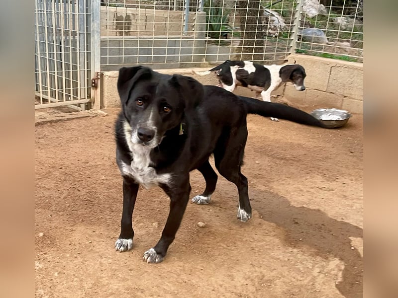 GINGER - supernette schwarze Schönheit!