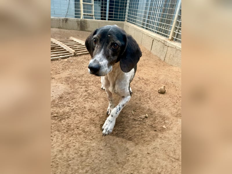 POLDO - Gnadenplatz gesucht für aussortierten Jagdhund-Opi